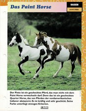 Paint horse infokarte gebraucht kaufen  Berlin