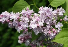 Live french lilac for sale  Eugene
