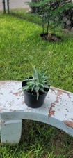 Aloe arborescens plant for sale  Mission
