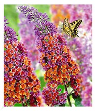 Buddleia sommerflieder flower gebraucht kaufen  Bensheim