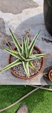 Agave victoria reginae for sale  IBSTOCK