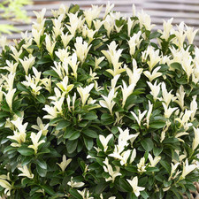 Euonymus paloma blanca for sale Euonymus paloma blanca for sale  UK