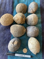 6lbs small brazilian for sale  Sierra Vista
