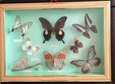 Collection asian butterflies for sale  GREAT YARMOUTH