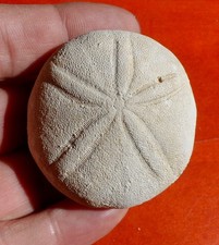 Oursin fossile éocène d'occasion  Cuxac-d'Aude