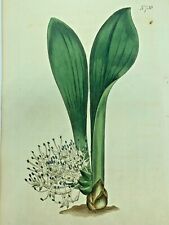 Sweet scented massonia for sale  SOUTHEND-ON-SEA