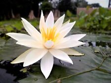 Nymphaea pubescens white for sale  Venice