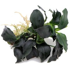 Anubias barteri dark for sale  HOUNSLOW