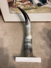 Polished large steer for sale  Utica