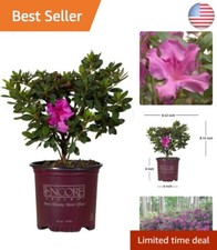 Autumn royalty gallon for sale  Bellingham