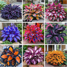 200 hosta seeds for sale  Denver