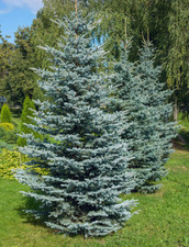 Live picea pungens for sale  Albany