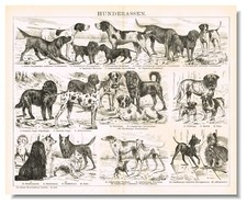 Dog breeds canine for sale  Manville