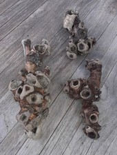 Treibholz schwemmholz 25 gebraucht kaufen  Hilden