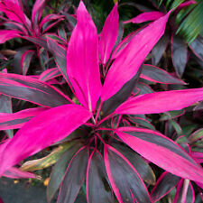 Premium cordyline tango for sale  UK