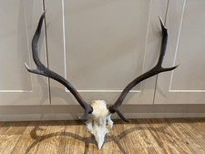 red deer antlers for sale red deer antlers for sale BRIDGE OF ORCHY