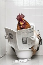 Chicken toilet metal for sale  DUNSTABLE