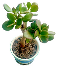 Large jade plant for sale  Chattanooga