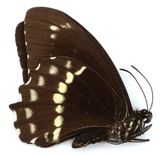 canopus gebraucht kaufen canopus gebraucht kaufen München