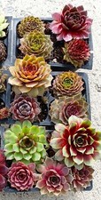 Assorted baby succulents for sale  Coeur D Alene