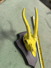 Antelope skull yellow for sale  GRIMSBY