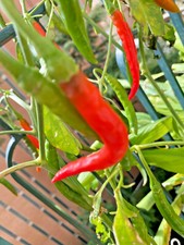 Semi peperoncino piccante usato  Italia