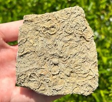 Camptocrinus fossil crinoid for sale  Coppell