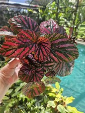 Begonia brevirimosa for sale  Windermere