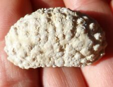 Crabe fossile ukraine d'occasion  Cuxac-d'Aude