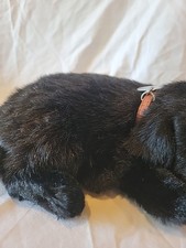 perfect petzzz for sale  White Lake