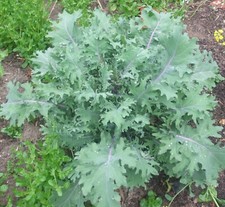 200 seeds russian for sale  Alexandria