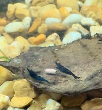 Young juvenile neocaridina for sale  Saint Augustine