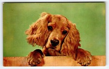 Cocker spaniel puppy for sale  Collingswood
