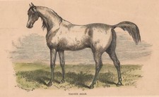 Stampa antica cavallo usato  Lecco