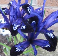 Blauviolette zwergschwertlilie gebraucht kaufen  Emden