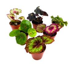 Harmony begonia rex for sale  Sorrento