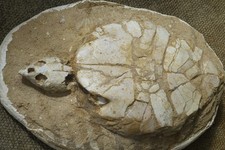 trilobit fossil gebraucht kaufen  Kernen