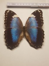 Morpho helenor violaceus gebraucht kaufen  Halle