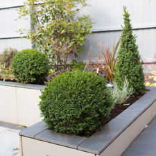Buxus ball topiary for sale  PETERBOROUGH