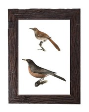 Vintage brown thrush for sale  Walkerton