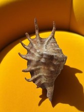Vintage lambis shell d'occasion  Expédié en Belgium