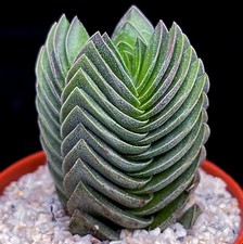 Crassula columnaris buddha for sale  LEIGH