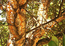 Cork oak quercus for sale  ST. ASAPH