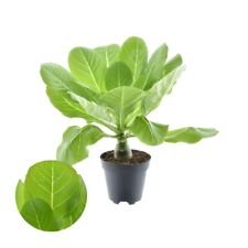 Brighamia insignis hawaiipalme gebraucht kaufen  Wurzen