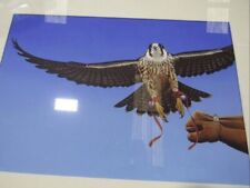 Color print photograph for sale  Sugar Land