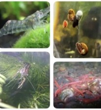 cajun dwarf crayfish for sale cajun dwarf crayfish for sale Fort Lauderdale
