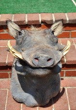 Hairy african warthog for sale  Hampton