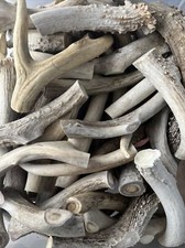 Deer antler dog for sale  Fredonia
