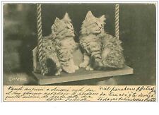 Chats. 1951. chatons d'occasion  France
