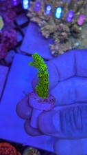 Acropora sp. bali for sale  RUGBY